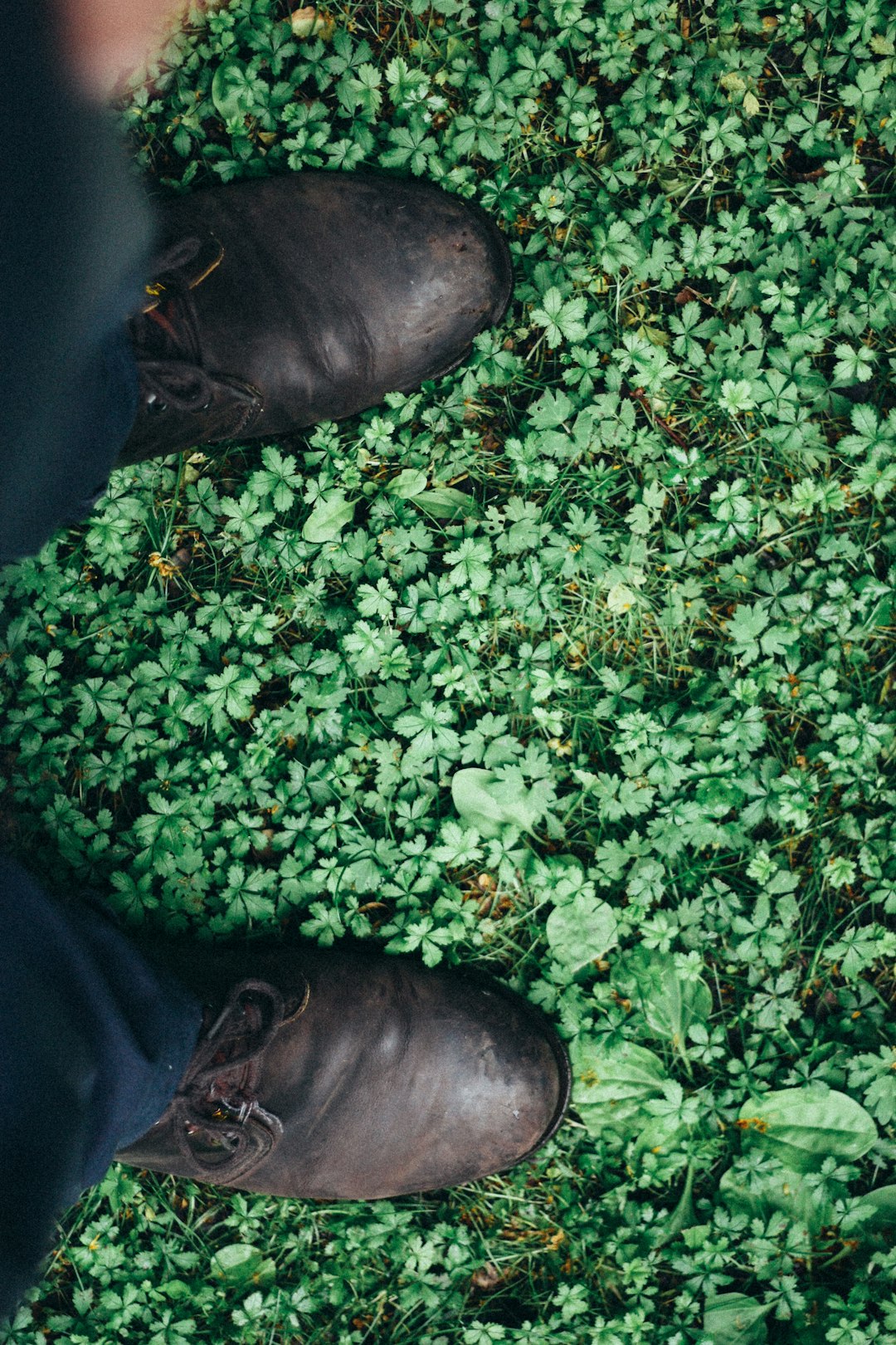 Chaussures en cuir dans l'herbe